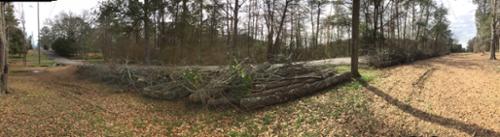 Panoramic view of the brushpile along the street, after clearing from the property, waiting for Public Works to haul it away.